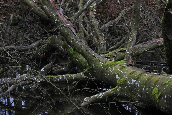 Malowniczy Widok Upadłe Drzewo Pokryte Mchem — Zdjęcie stockowe