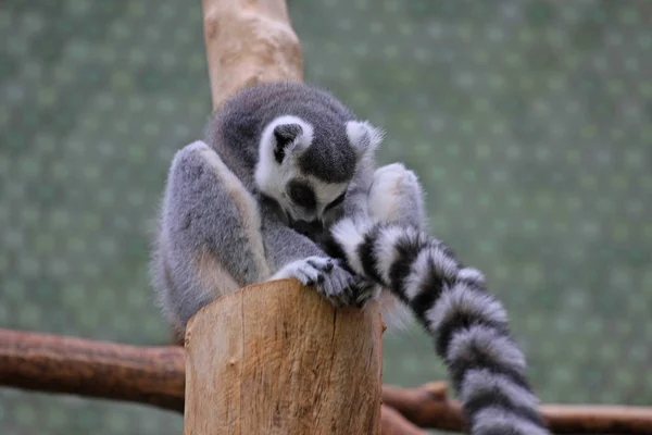Close Van Een Lemur Stockafbeelding