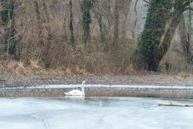 Sonbahar parkında sisli bir nehir