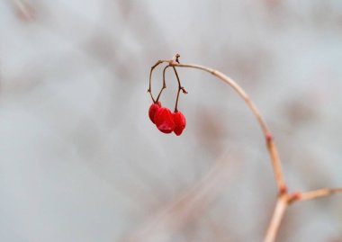 Kuru saptaki kuru kırmızı böğürtlenin yakın görüntüsü
