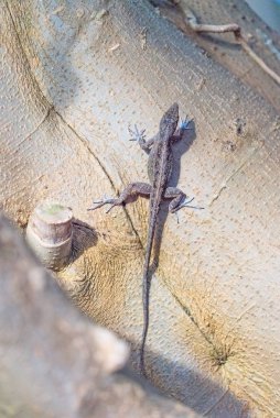 Ağaç kabuğu üzerinde oturan kertenkele yakın çekim