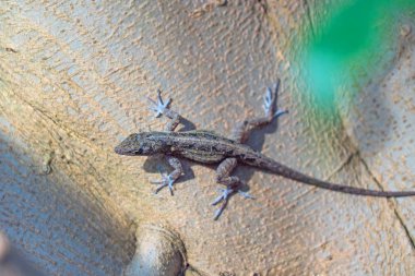 Ağaç kabuğu üzerinde oturan kertenkele yakın çekim