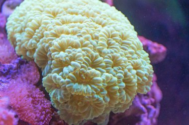 Akvaryum güzel mercan yakın çekim