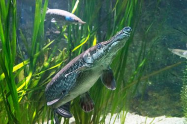 Aquarium 'da güzel benekli Gar balıkların (Lesiosteus oculatus) yakın çekim çekimi