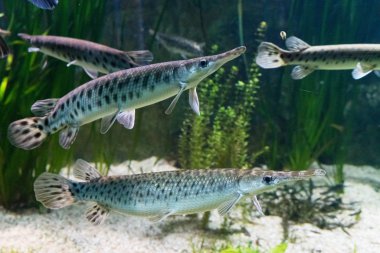 Akvaryum balıkları