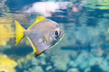 Aquarium 'da güzel küçük balıkların yakın çekim çekimi
