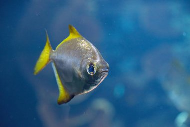 Aquarium 'da güzel küçük balıkların yakın çekim çekimi