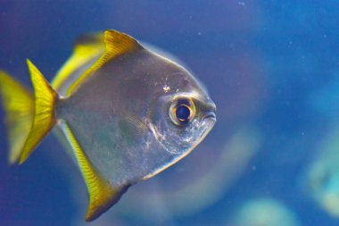 Aquarium 'da güzel küçük balıkların yakın çekim çekimi