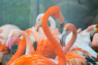 güzel pembe flamingolar Flock yakından çekim