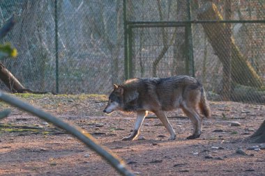 Sonbahar ormanlarında yürüyen vahşi kurt.