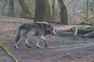 Sonbahar ormanlarında yürüyen vahşi kurt.