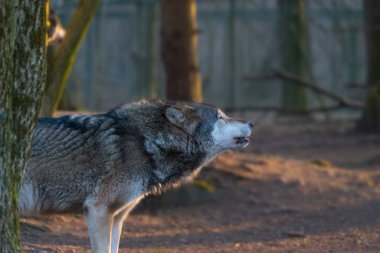 Sonbahar ormanlarında yürüyen vahşi kurt.