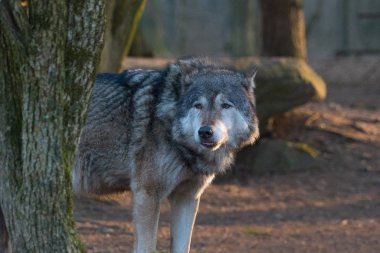 Sonbahar ormanlarında yürüyen vahşi kurt.
