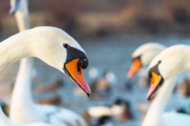 Açık havada Swans güzel büyük sürüsü yakın çekim shot