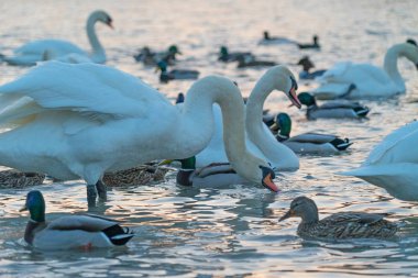 nehir kıyısında çeşitli su kuşları yakın çekim