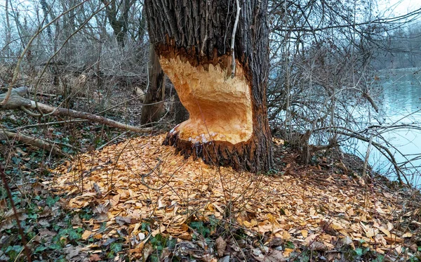 Sonbahar Parkında Sisli Bir Nehir — Stok fotoğraf