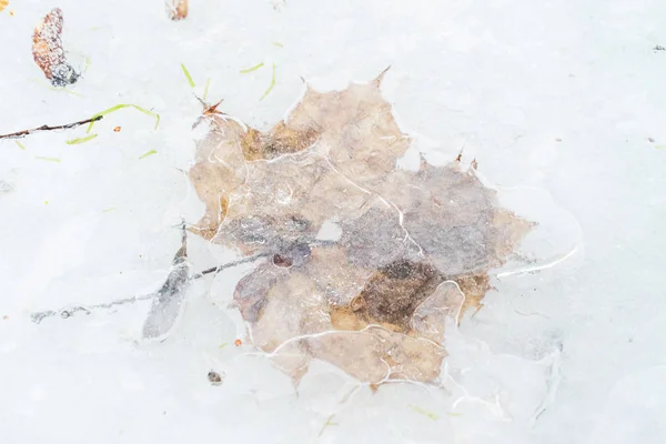Buzdaki donmuş yaprağın yakın görüntüsü
