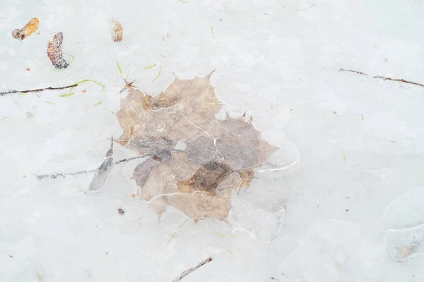 얼음에 얼어붙은 나뭇잎을 가까이 — 스톡 사진