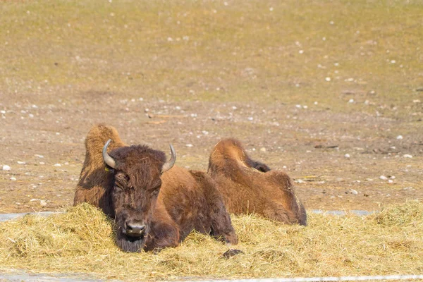 Vista Panorámica Buffalo Sentado Heno — Foto de Stock