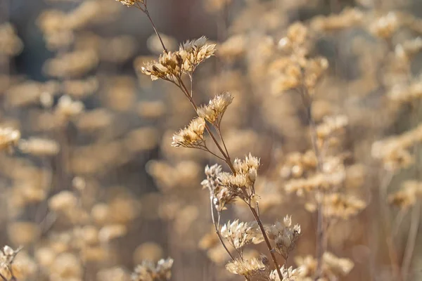 Torkade Växter Suddig Naturlig Bakgrund — Stockfoto
