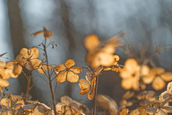 Dried plants on blurred natural background