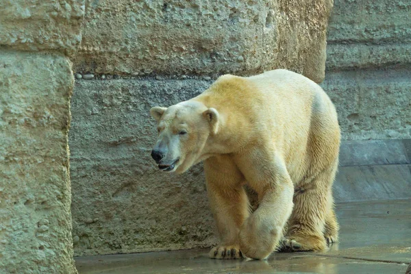 動物園で美しい孤独なホッキョクグマ — ストック写真