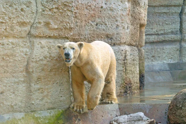 Gyönyörű Magányos Jegesmedve Állatkertben — Stock Fotó