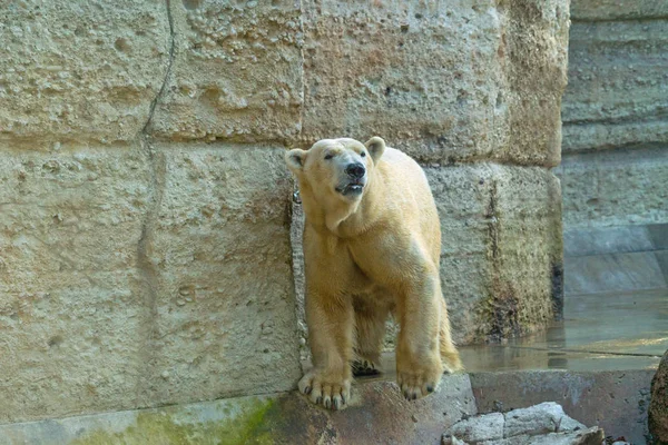 Piękny Samotny Niedźwiedź Polarny Zoo — Zdjęcie stockowe