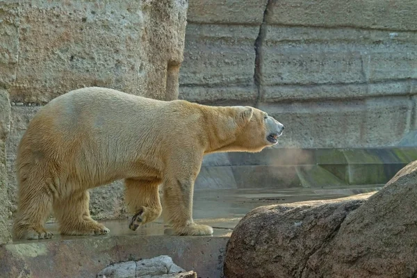 Gyönyörű Magányos Jegesmedve Állatkertben — Stock Fotó