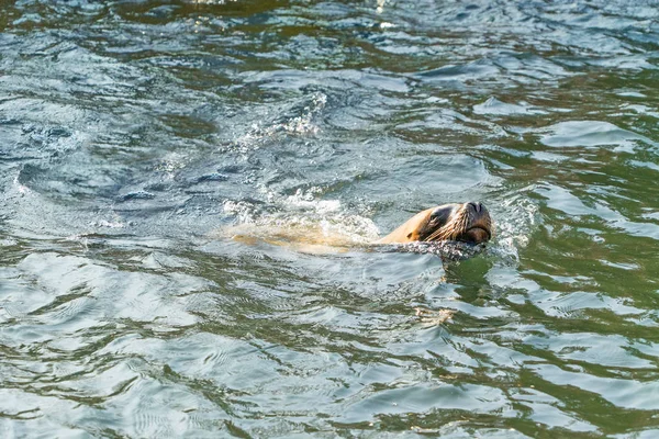 Primo Piano Colpo Adorabile Guarnizione Nuotare Piscina — Foto Stock