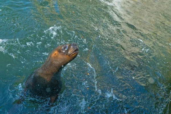 Nahaufnahme Einer Entzückenden Robbe Die Pool Schwimmt — Stockfoto