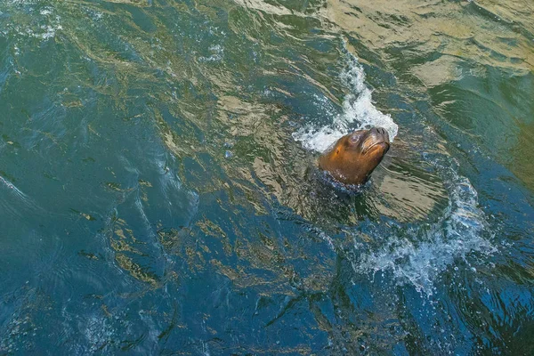 Primo Piano Colpo Adorabile Guarnizione Nuotare Piscina — Foto Stock