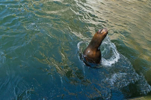 Primo Piano Colpo Adorabile Guarnizione Nuotare Piscina — Foto Stock