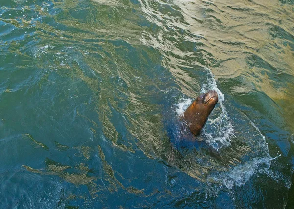 Κοντινό Πλάνο Του Αξιολάτρευτο Σφραγίδα Κολύμβησης Στην Πισίνα — Φωτογραφία Αρχείου