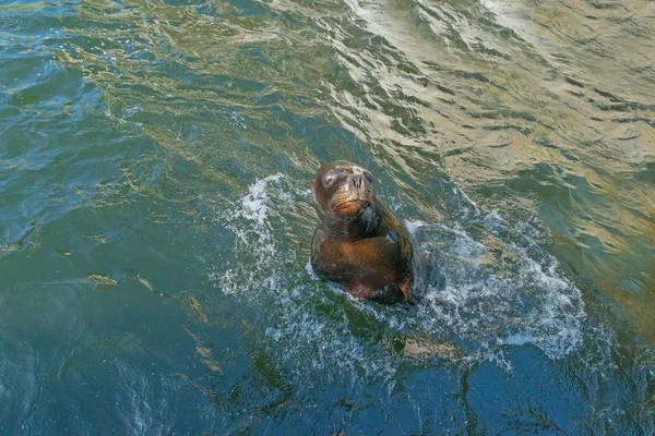 Nahaufnahme Einer Entzückenden Robbe Die Pool Schwimmt — Stockfoto