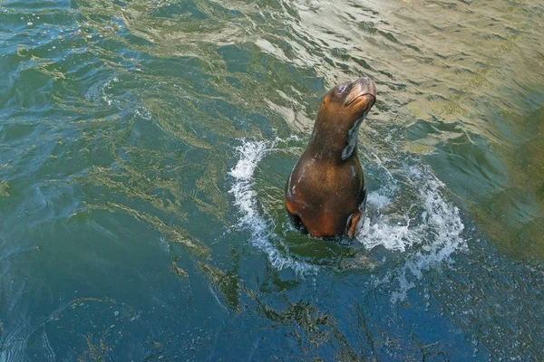 Nahaufnahme Einer Entzückenden Robbe Die Pool Schwimmt — Stockfoto