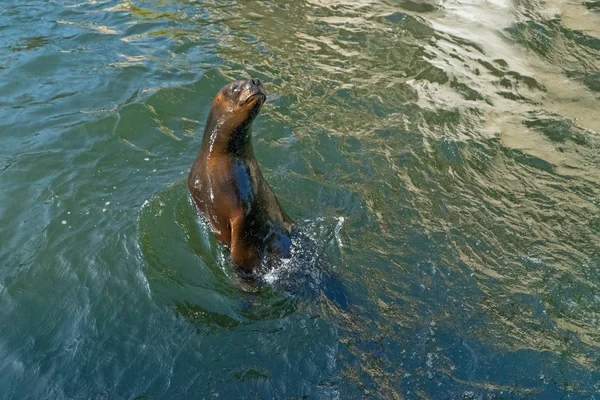 Nahaufnahme Einer Entzückenden Robbe Die Pool Schwimmt — Stockfoto