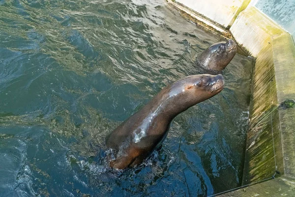 Nahaufnahme Von Entzückenden Robben Die Pool Schwimmen — Stockfoto