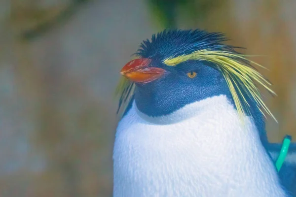 Close Vista Retrato Pinguim Rockhopper — Fotografia de Stock