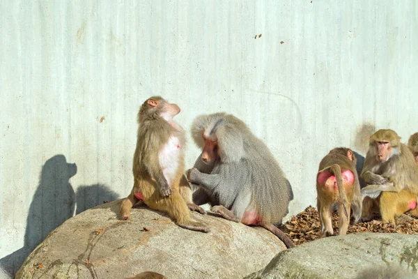 Vista Close Três Macacos Floresta — Fotografia de Stock