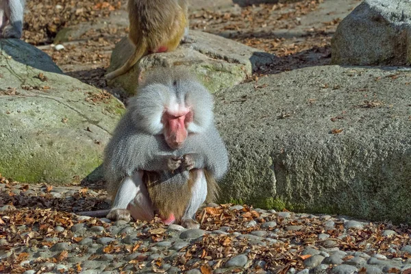 Κοντινή Προβολή Της Μαϊμούς Στο Πάρκο — Φωτογραφία Αρχείου