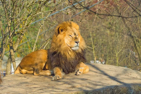 Beautiful Male Lion Relaxing Rock — Stock Photo, Image