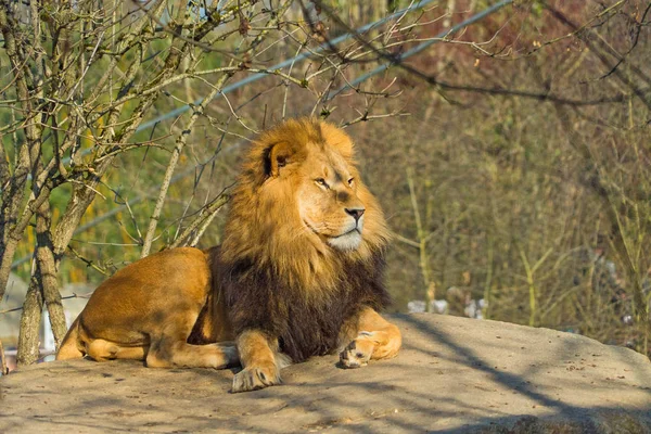 Beautiful Male Lion Relaxing Rock — Stock Photo, Image