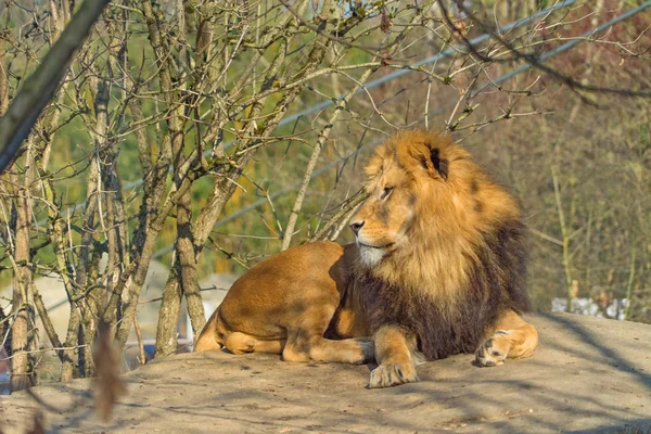 Schöner Männlicher Löwe Entspannt Sich Auf Felsen — Stockfoto