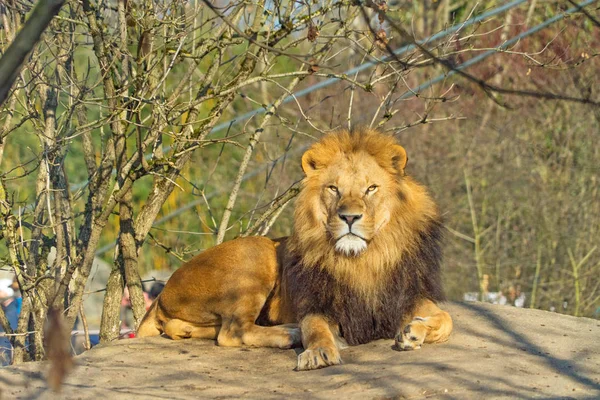 Hermoso León Macho Relajándose Roca —  Fotos de Stock