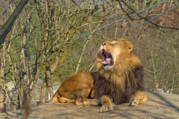 Schöner Männlicher Löwe Entspannt Sich Auf Felsen — Stockfoto
