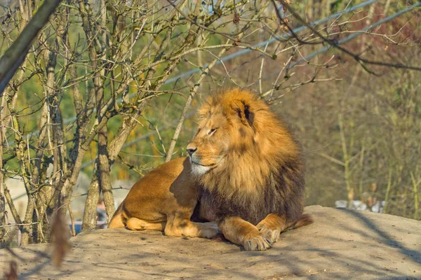 岩の上でリラックス美しい男性ライオン — ストック写真