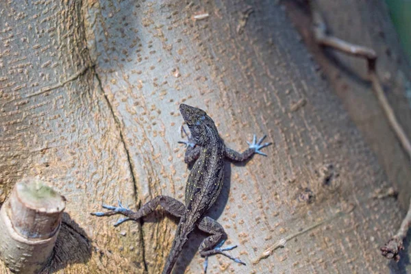 Close Tiro Lagarto Sentado Casca Árvore — Fotografia de Stock