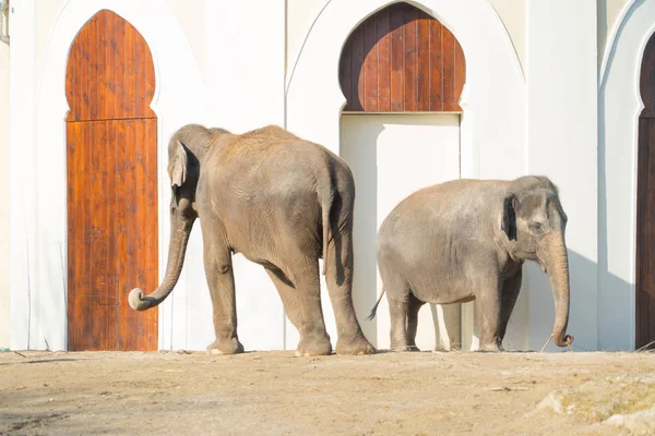 Indian elephants couple beside white building
