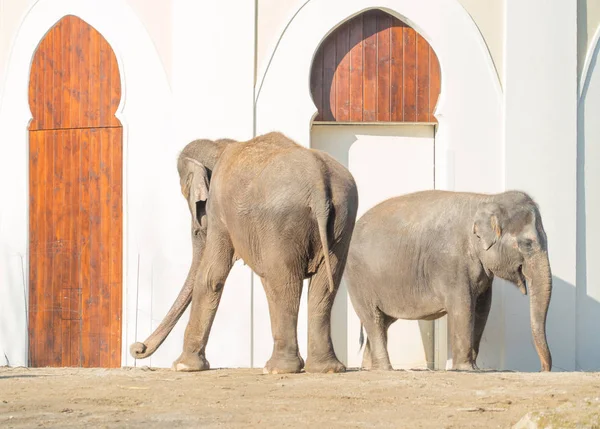 Indian elephants couple beside white building